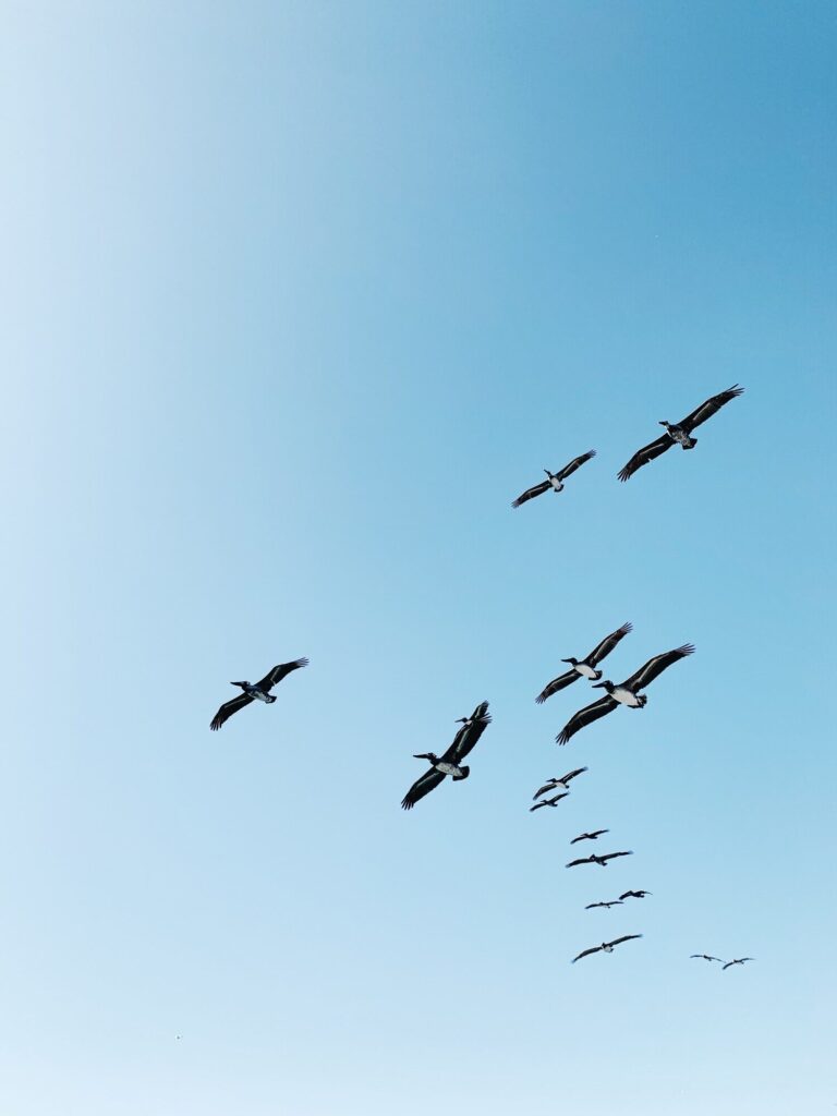 Flock of birds flying under blue sky during daytime
