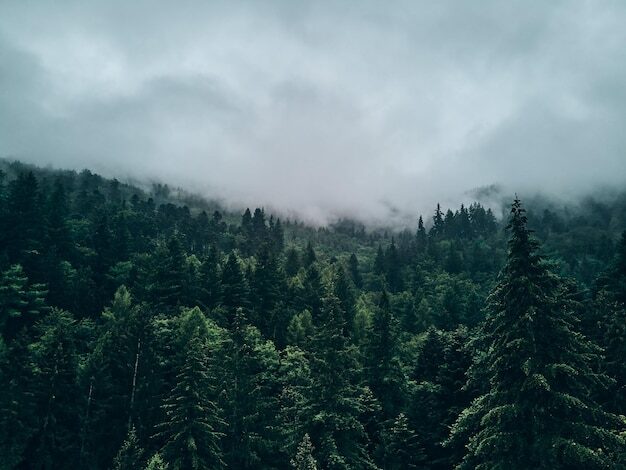 Pine trees in forest against sky